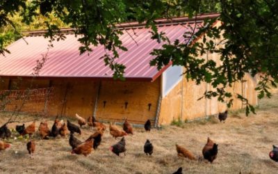 Chaque mois commandez votre poulet Bio